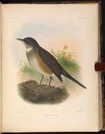 Image of White-necked Thrush