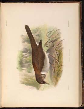Image of White-necked Thrush