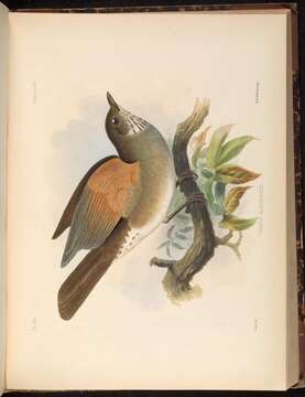 Image of Red-legged Thrush