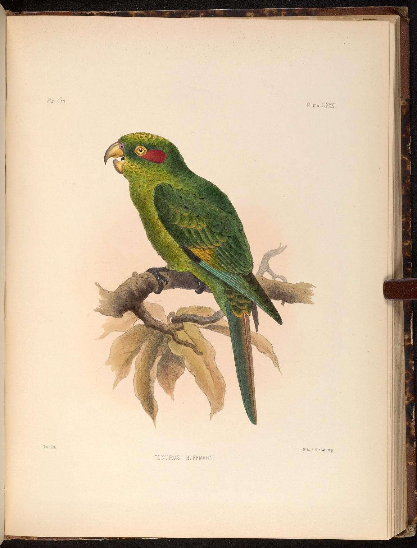 Image of Sulphur-winged Parakeet