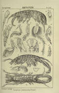 Слика од Crassicorophium crassicorne (Bruzelius 1859)