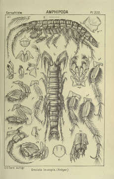 Image of Unciola leucopis (Krøyer 1845)