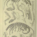 Image of Unciola planipes Norman 1867