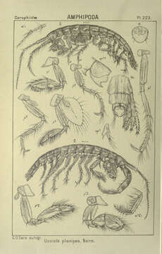 Image of Unciola planipes Norman 1867