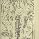 Image of Neohela monstrosa (Boeck 1861)