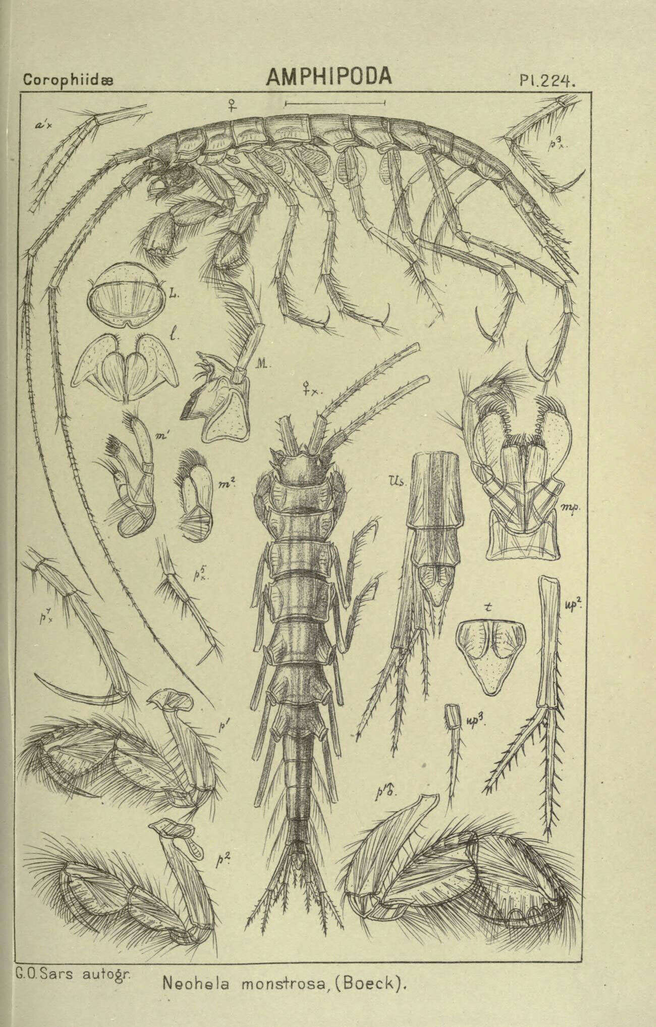 Image of Neohela S. I. Smith 1881