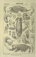 Image of Amphipod