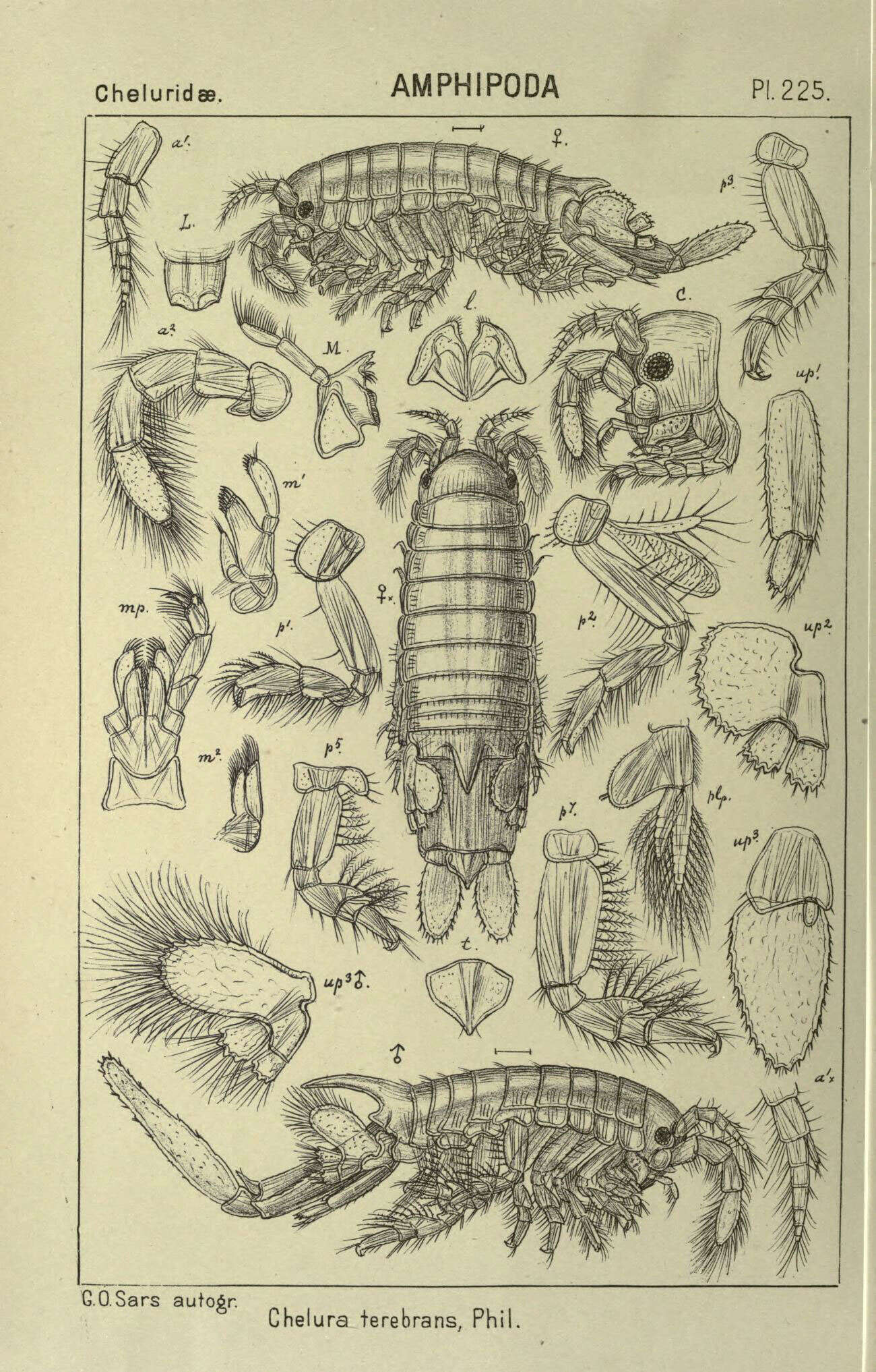 Image of Chelura Philippi 1839