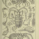 Image of Laetmatophilus tuberculatus Bruzelius 1859