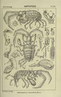 Image of Laetmatophilus tuberculatus Bruzelius 1859