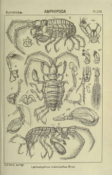 Image of Laetmatophilus tuberculatus Bruzelius 1859