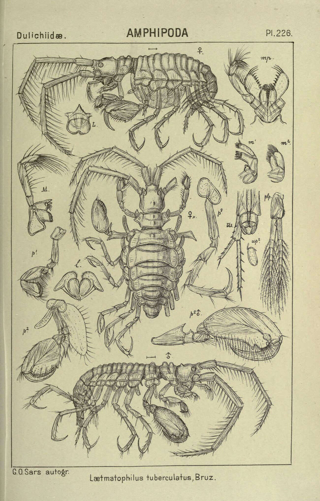 Sivun Laetmatophilus tuberculatus Bruzelius 1859 kuva