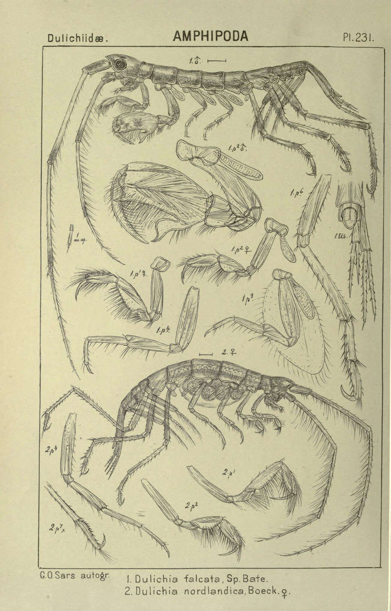 Image of Dulichia falcata (Spence Bate 1857)