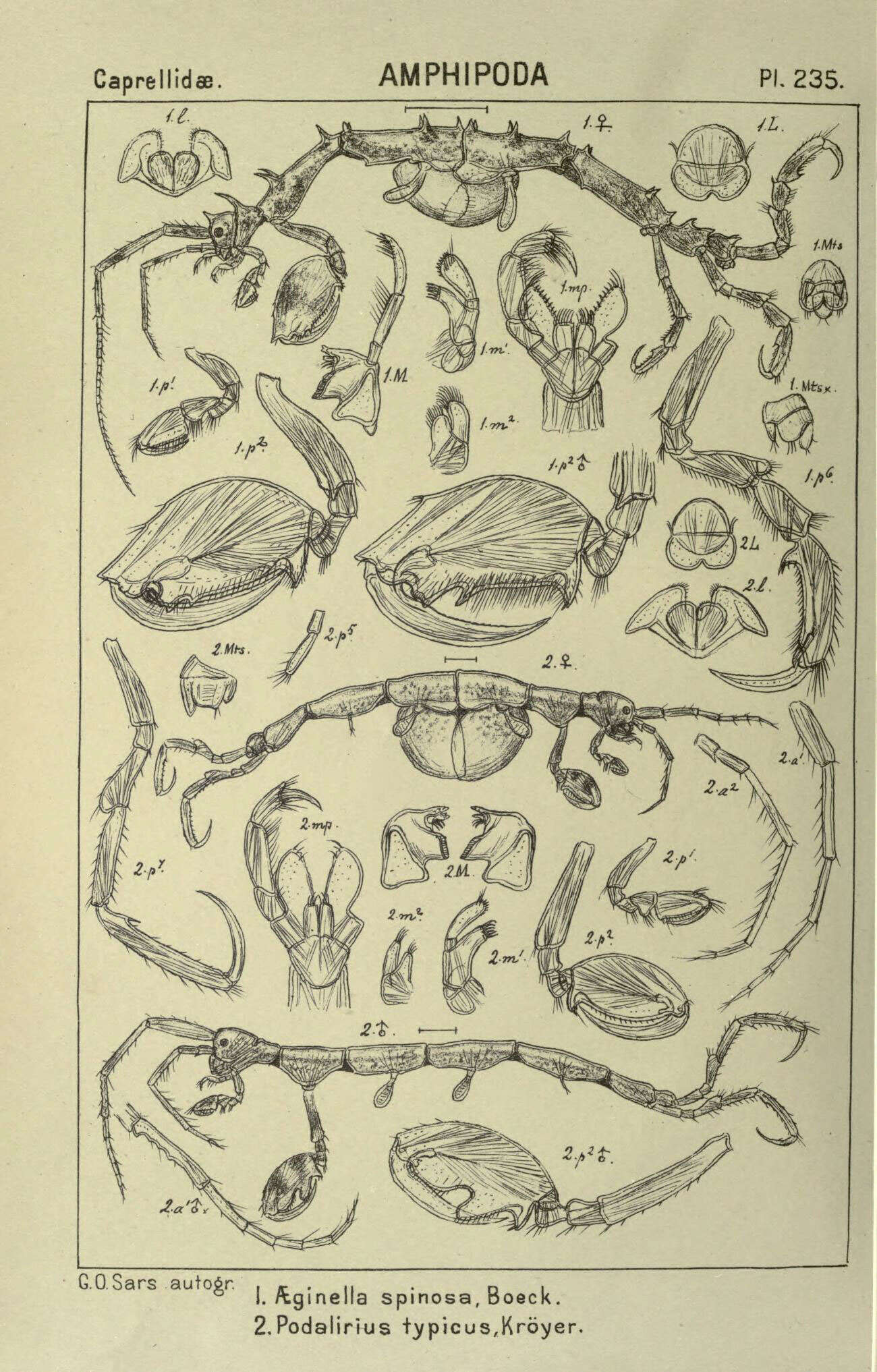 Image of Aeginella spinosa Boeck 1861