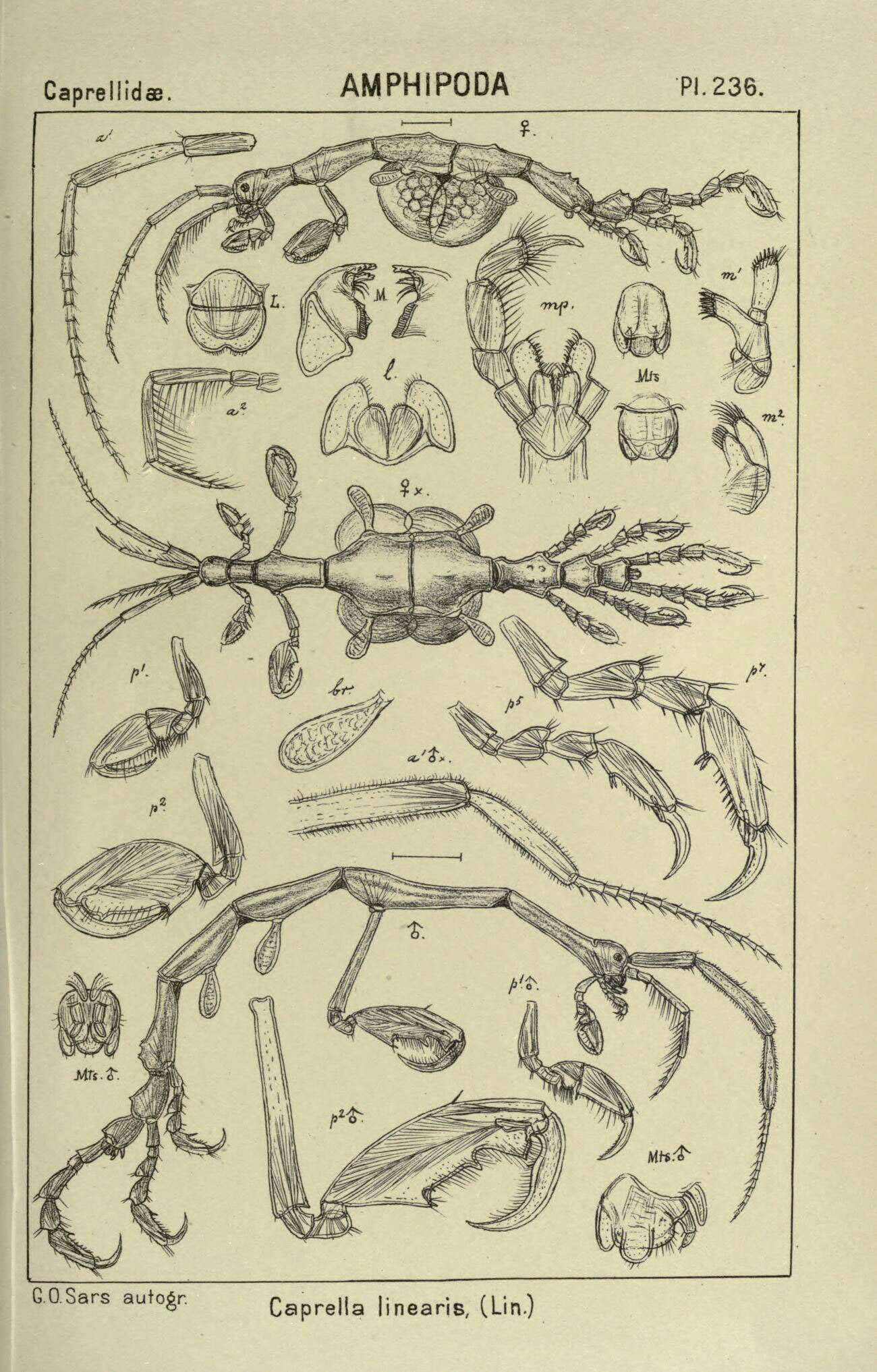Plancia ëd Caprella linearis (Linnaeus 1767)
