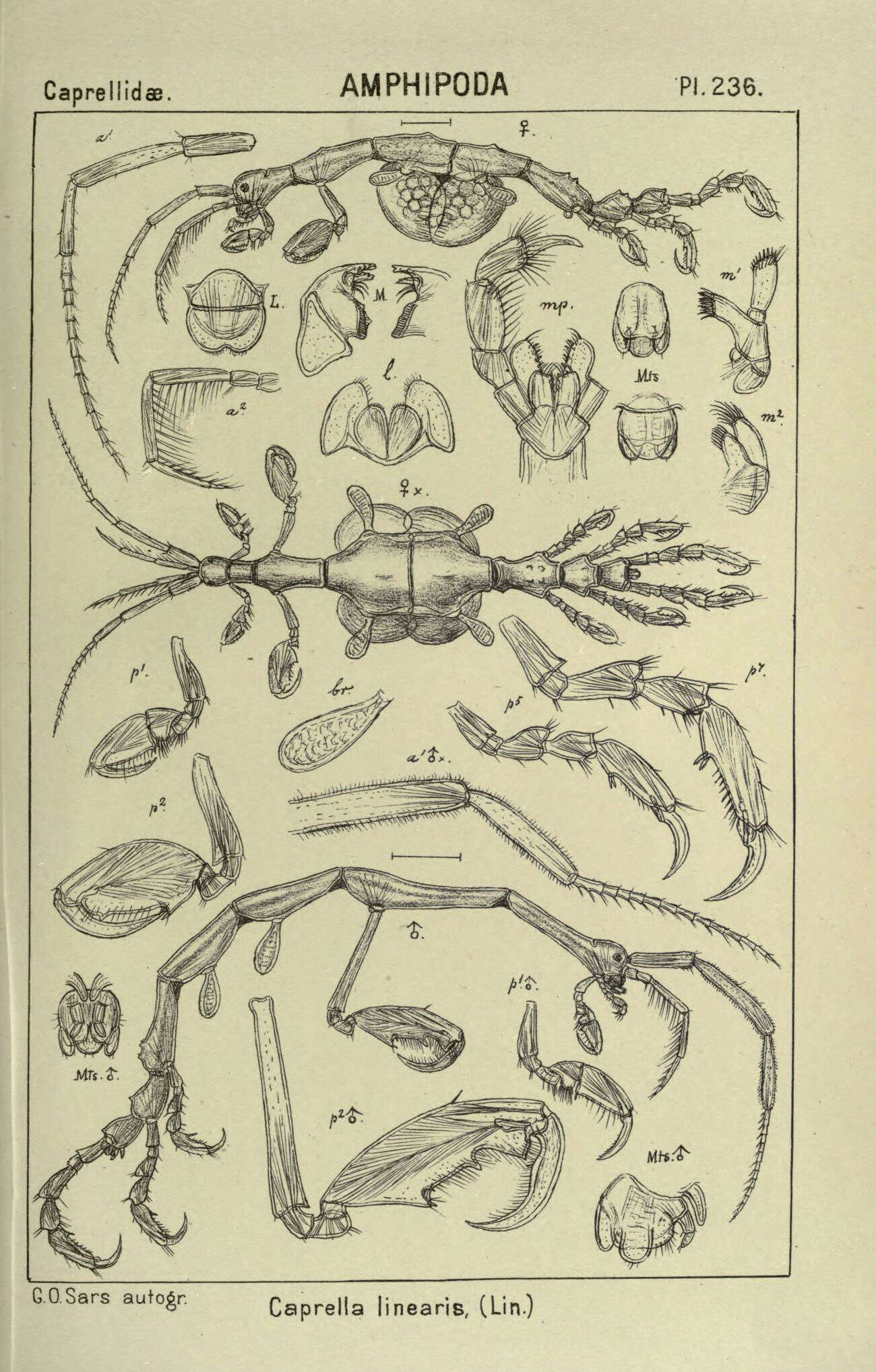 Image de caprelle