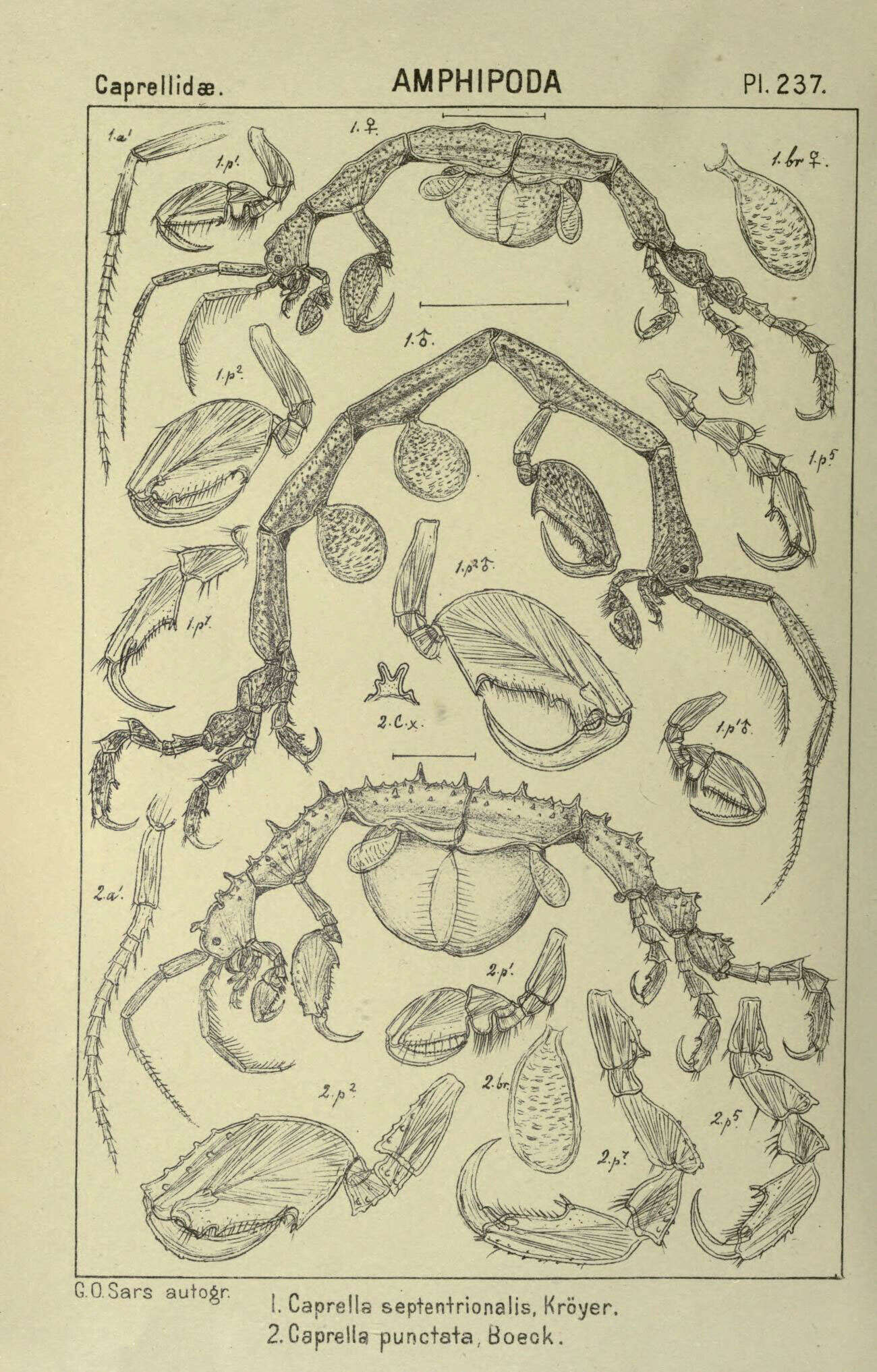 Image of Caprella septentrionalis Krøyer 1838