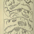 Image of Caprella microtuberculata G. O. Sars 1879