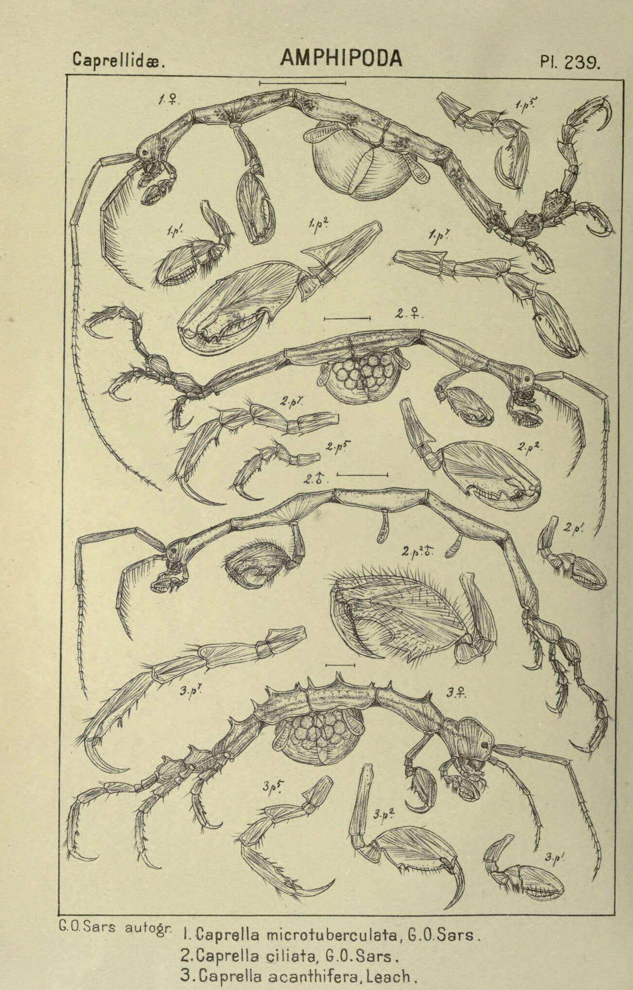 Image of Caprella microtuberculata G. O. Sars 1879