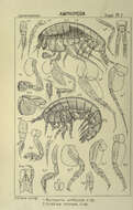 Image of Normanion amblyops G. O. Sars 1895