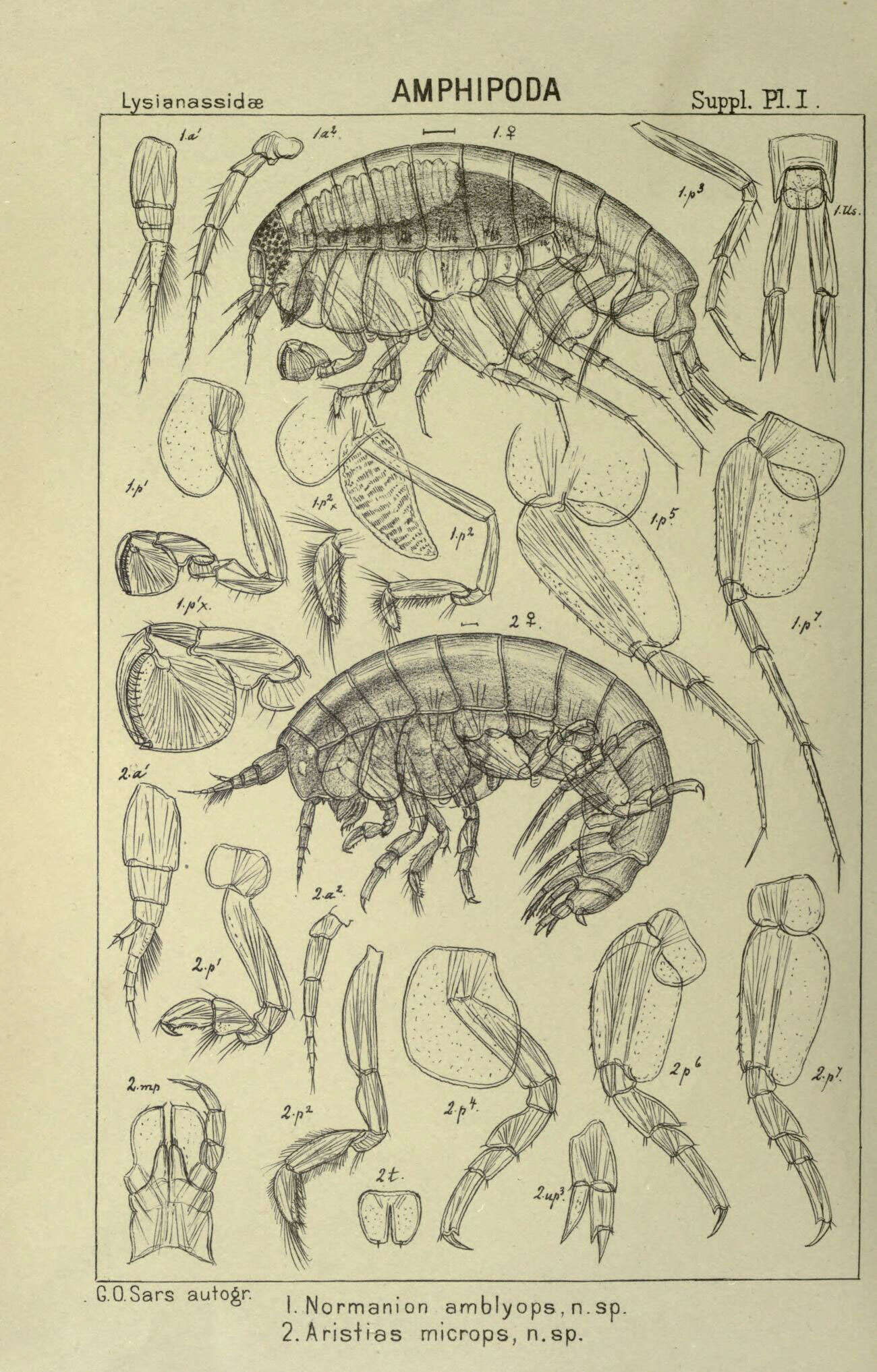 Sivun Normanion amblyops G. O. Sars 1895 kuva