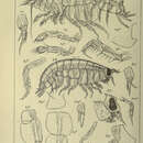 Image of Hippomedon robustus G. O. Sars 1895