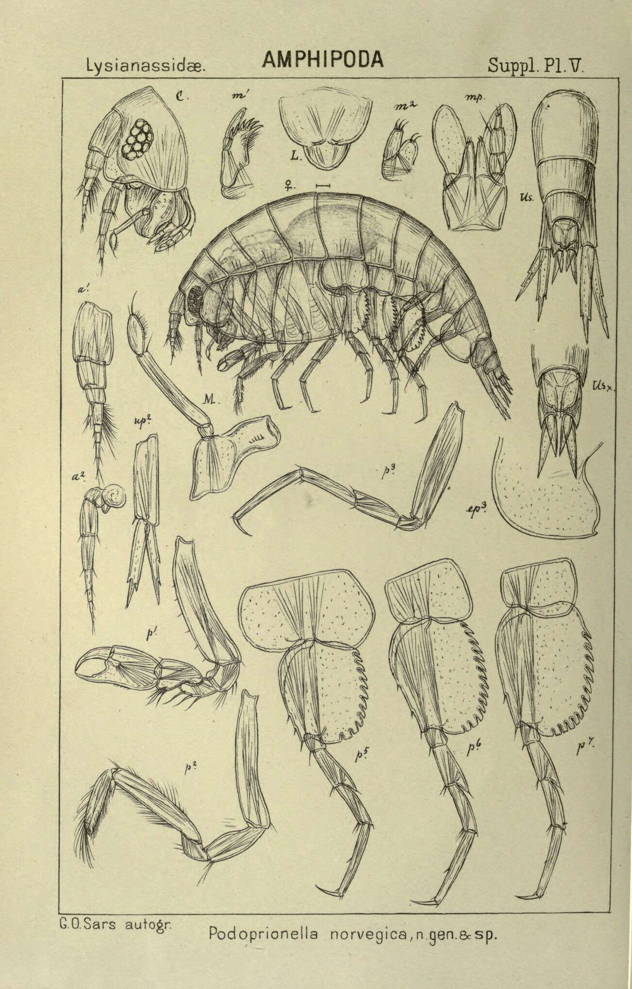 Image of Podoprionella norvegica G. O. Sars 1895