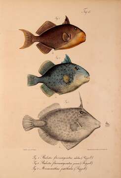 Image of Yellowmargin triggerfish