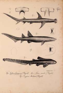 صورة Stegostomatidae