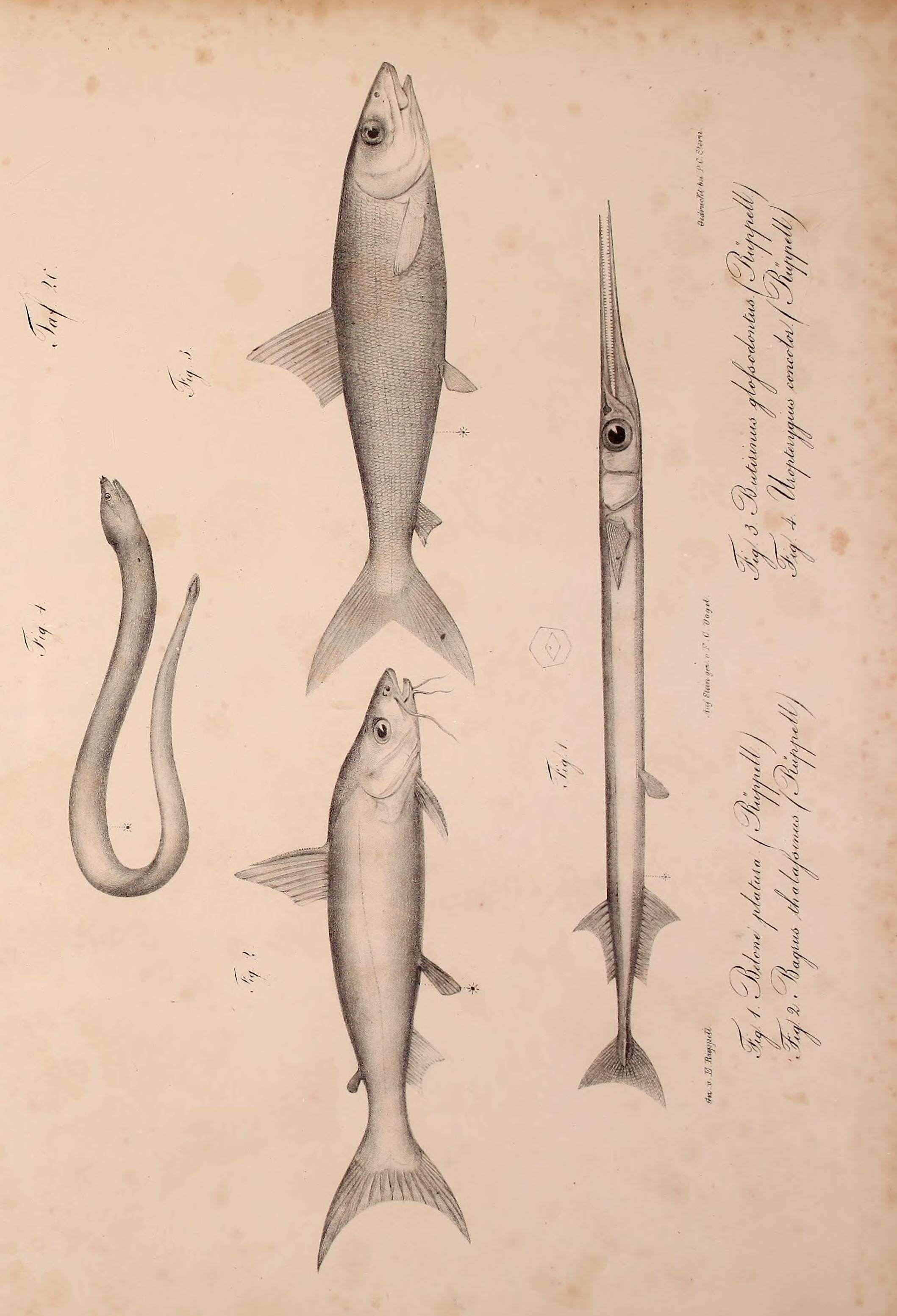 Image of Platybelone argalus platura (Rüppell 1837)