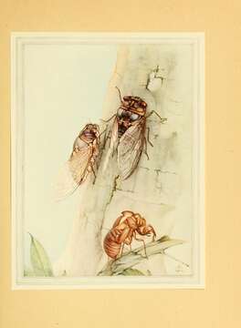 Image of Cicadas, Leafhoppers, and Treehoppers