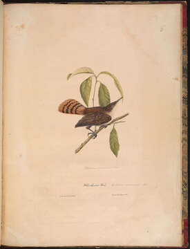 Image of Catherpes Baird & SF 1858