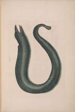 Image of Black Moray