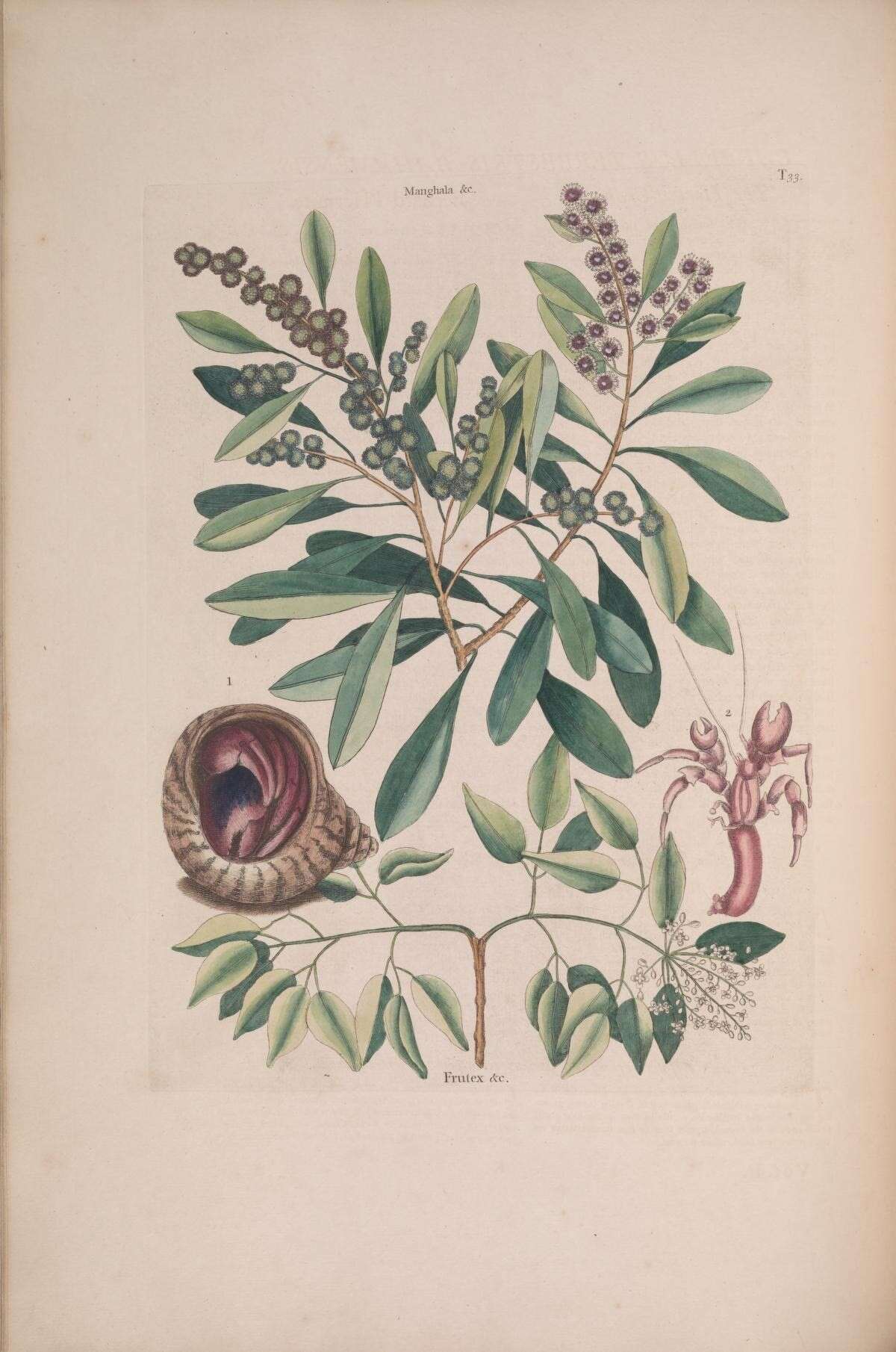 Amyris elemifera L. resmi