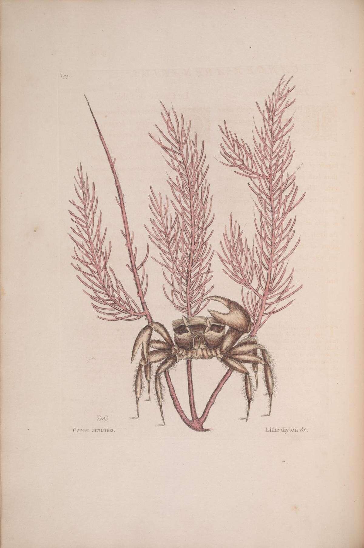 Слика од Antillogorgia acerosa (Pallas 1766)