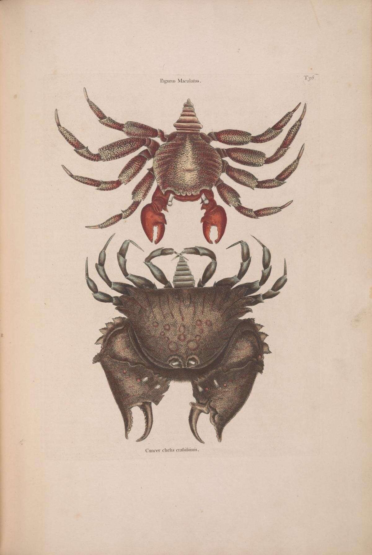 Image de Grapsus grapsus (Linnaeus 1758)