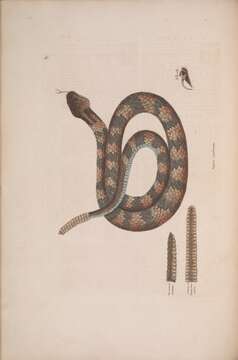 Image of Timber Rattlesnake