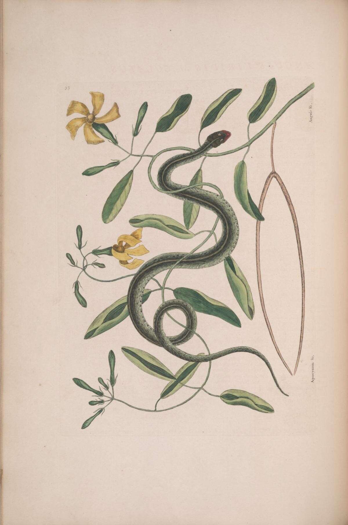 Image of hammock viper's-tail