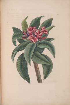 Plumeria rubra L. resmi