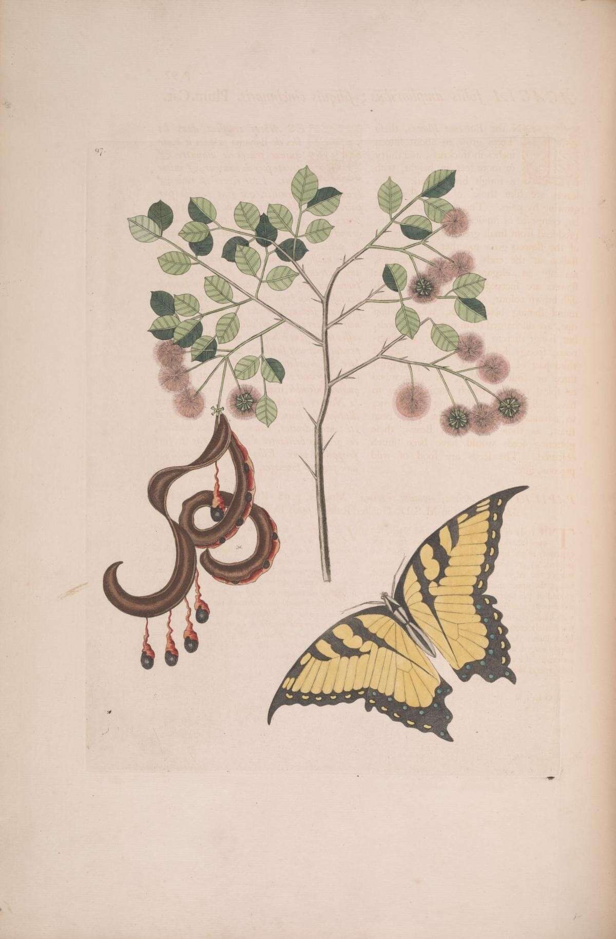 Imagem de Papilio glaucus Linnaeus 1758