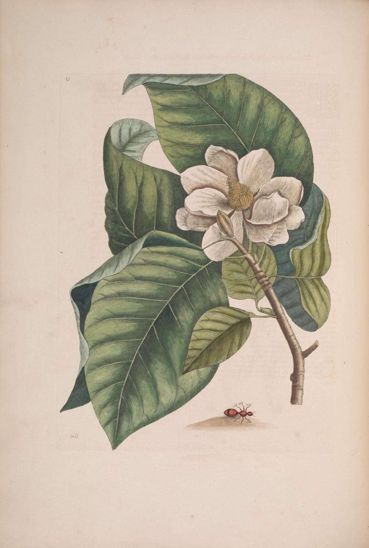 Plancia ëd Dasymutilla occidentalis (Linnaeus 1758)