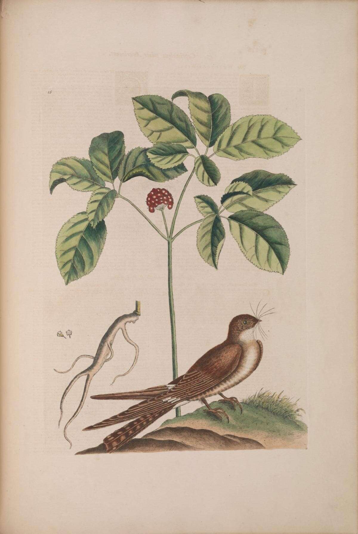 Panax quinquefolius L. resmi