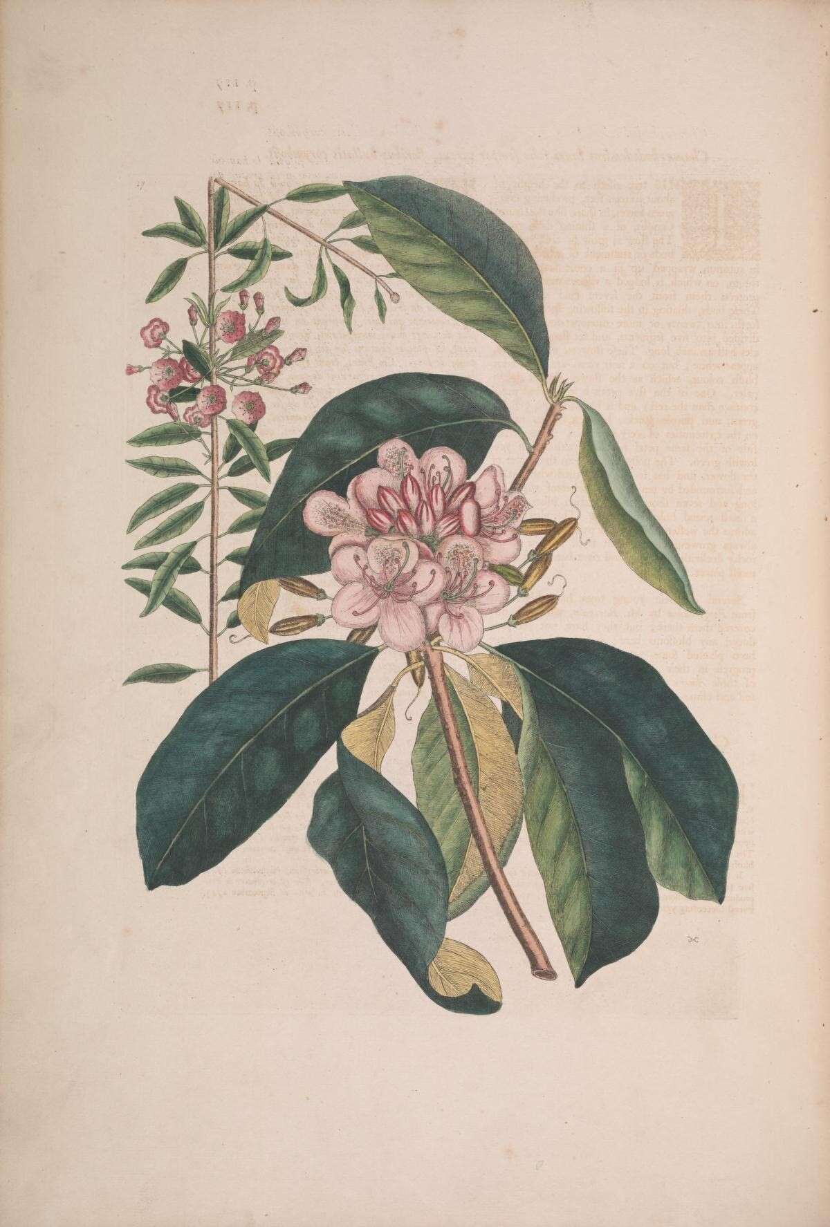 Image of sheep laurel