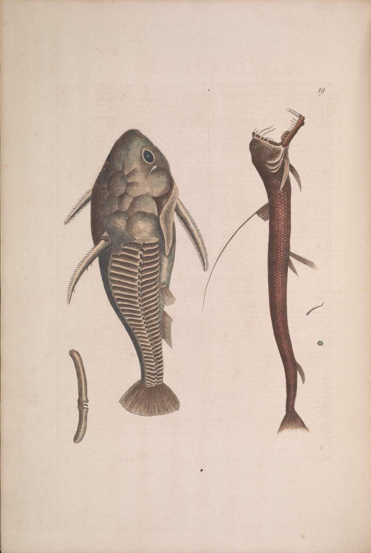 Слика од Acanthodoras cataphractus (Linnaeus 1758)