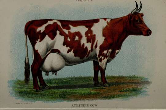 Image of Cow