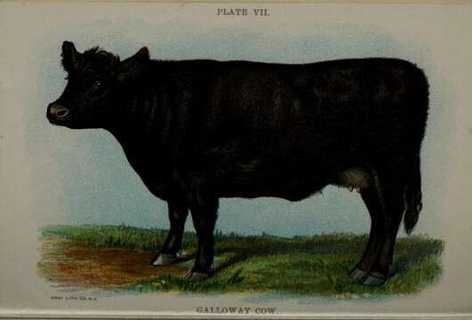 Image of Cow