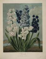 Plancia ëd Hyacinthus