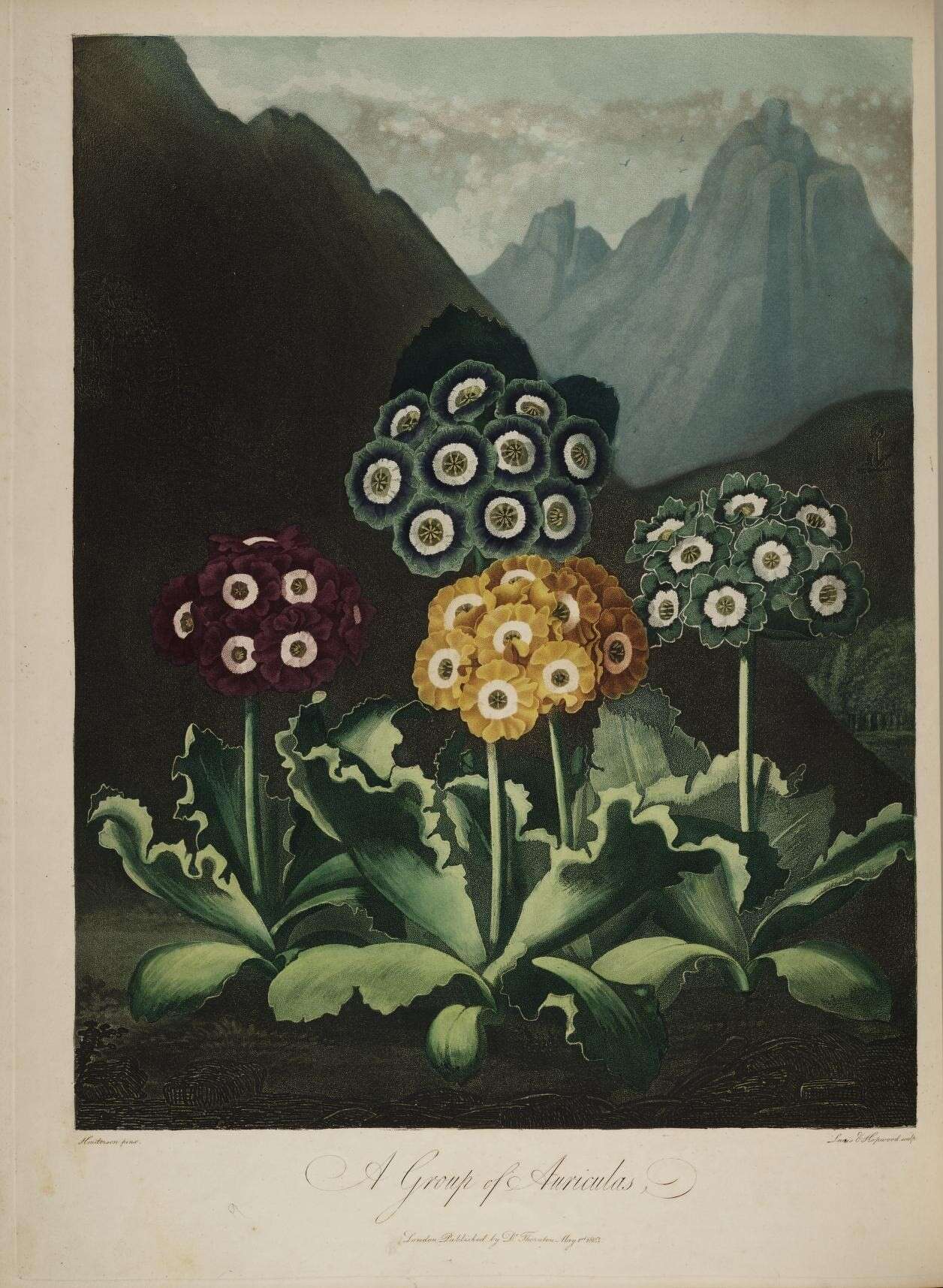 Image of Primula auricula L.