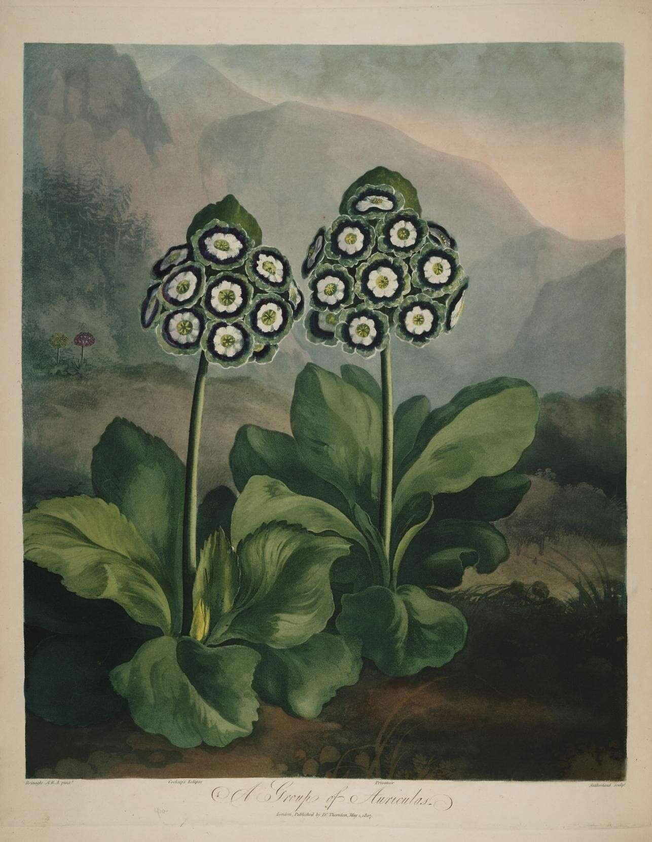 Image of Primula auricula L.