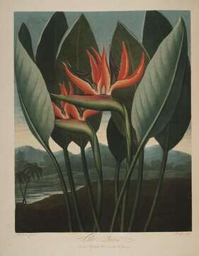 Image of Bird of paradise plant